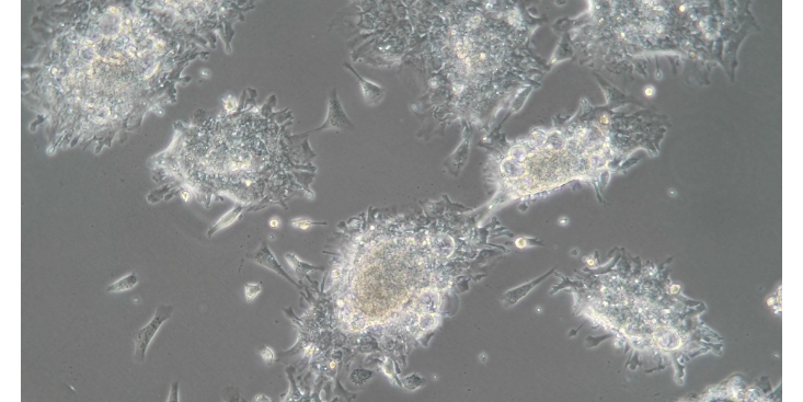 上海組織科研技術服務服務 來電咨詢 上海研錄生物醫藥供應