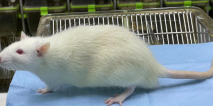 上海兔科研技術(shù)服務(wù)外包 來電咨詢 上海研錄生物醫(yī)藥供應(yīng)