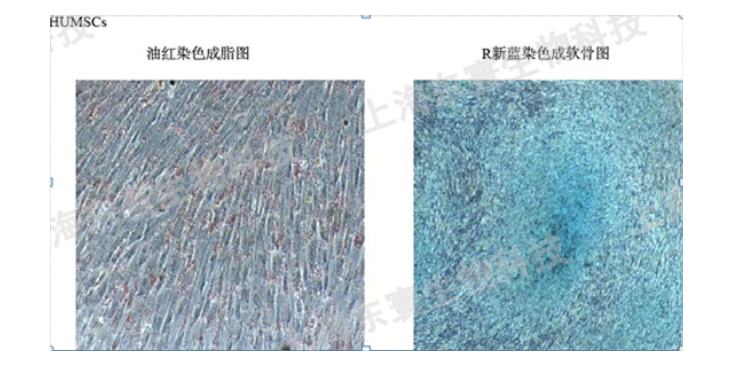 上海動物科研技術服務構建 推薦咨詢 上海研錄生物醫藥供應