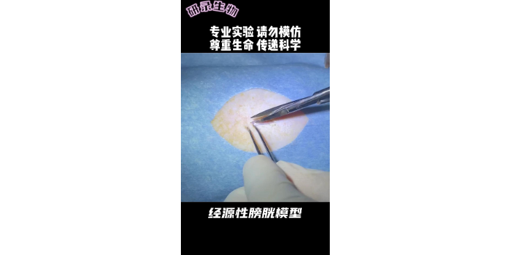 上海動物科研技術(shù)服務外包 推薦咨詢 上海研錄生物醫(yī)藥供應