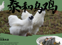 泰和乌鸡有味道