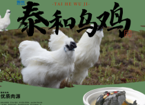 有一种乌鸡叫泰和