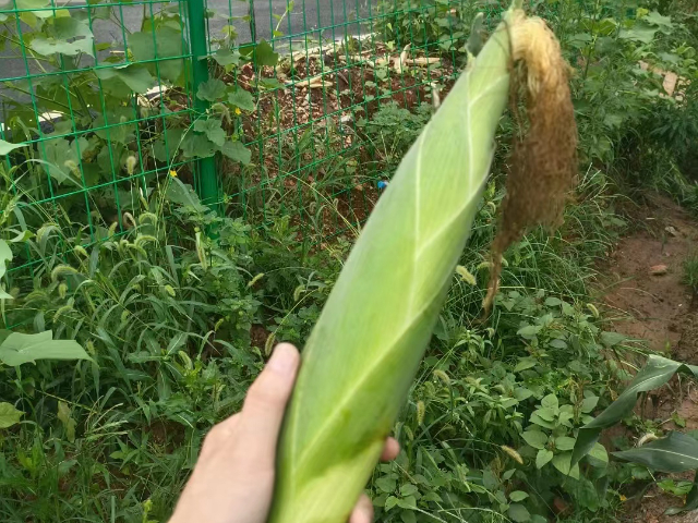 武汉鲁湖天慧育苗基质有哪些 湖北鲁湖天慧农业科技供应