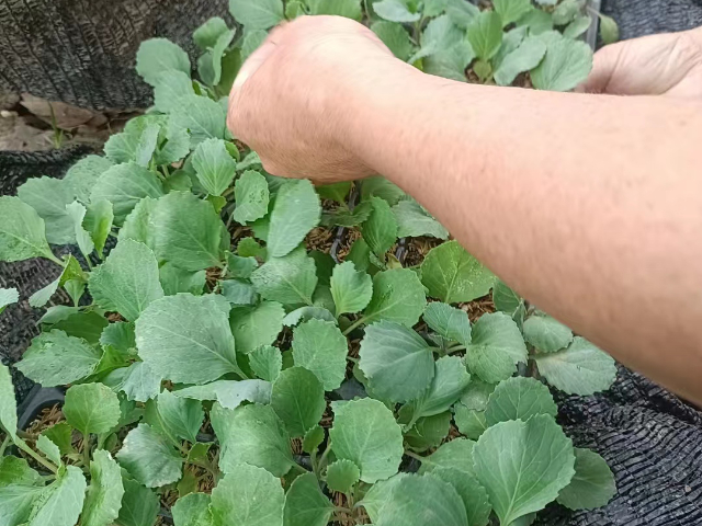 武漢散裝育苗基質功能 湖北魯湖天慧農業(yè)科技供應