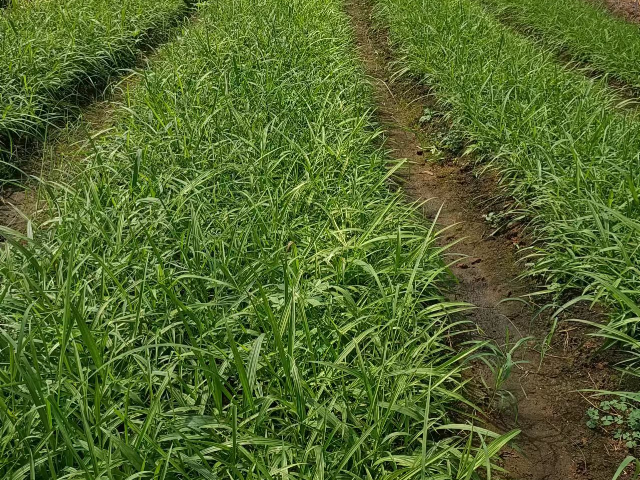 武漢粉狀有機肥批發 湖北魯湖天慧農業科技供應