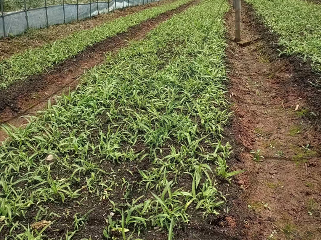 武汉有机肥哪里有 湖北鲁湖天慧农业科技供应