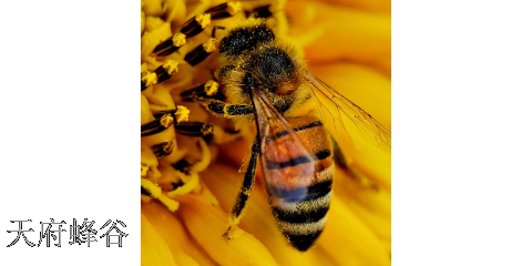 中国蜜蜂授粉建设方案,授粉