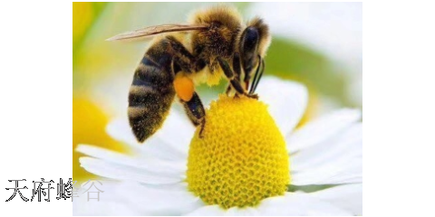 蜜蜂授粉公司,授粉