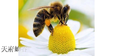 蜜蜂授粉公司,授粉