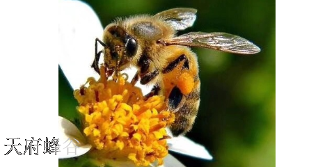中国蜜蜂授粉建设方案,授粉
