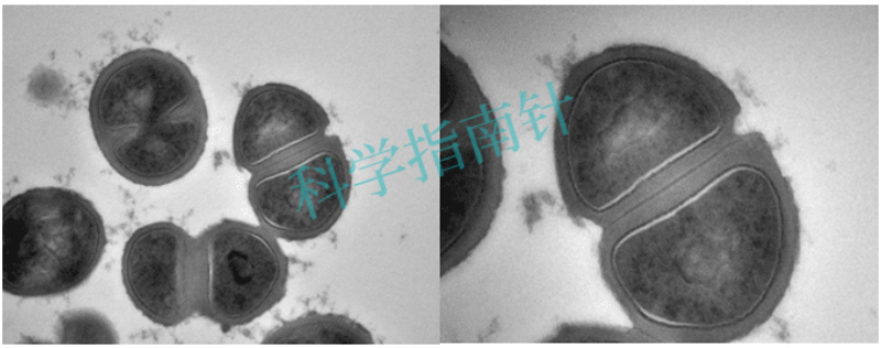 黑龙江科学指南针检测TEM透射电镜周期多久,TEM透射电镜