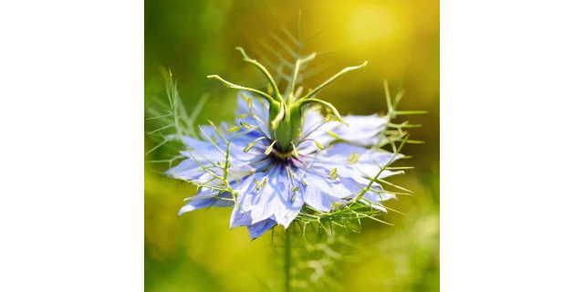 福建純露和爽膚水 天然 深圳自然歐植國際貿(mào)易供應(yīng)