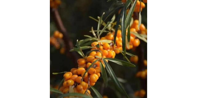 寧夏純露玫瑰 食品級 深圳自然歐植國際貿(mào)易供應(yīng)