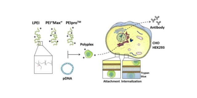 上海PEI转染试剂试用装能够支持临床申报吗 信息推荐 上海曼博生物医药科技供应