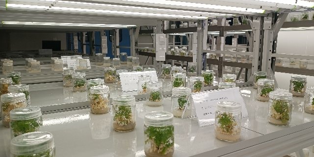 徐州生物组培室费用是多少 欢迎咨询 浙江微松冷链科技供应