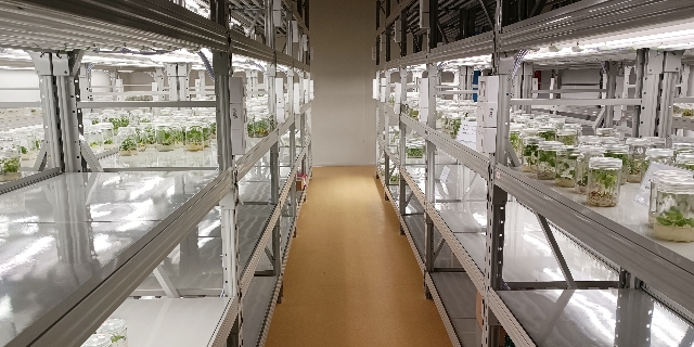 常州植物组培室设计 微松冷链 浙江微松冷链科技供应