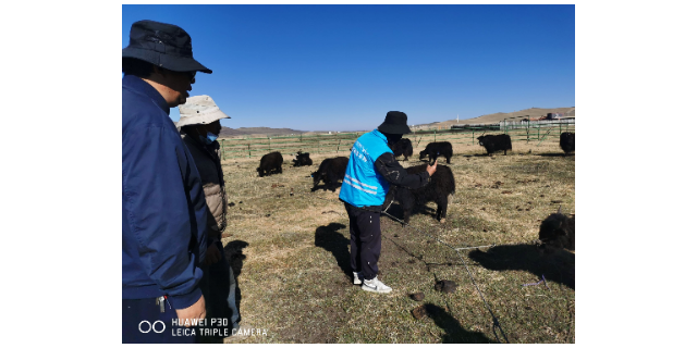 西藏牦牛兽医服务站可以打疫苗吗 欢迎咨询 四川睿尔琪科技供应