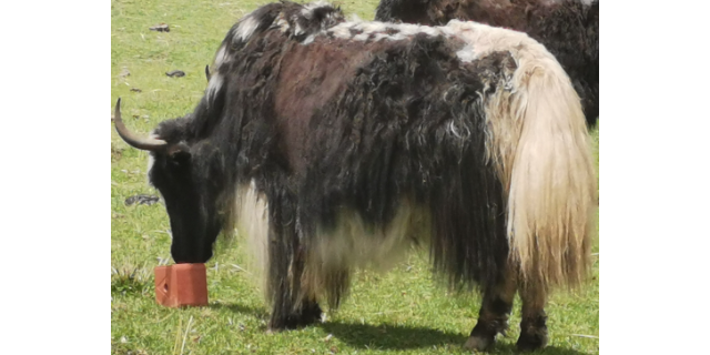 四川藏区牦牛的婢虫处理 值得信赖 四川睿尔琪科技供应