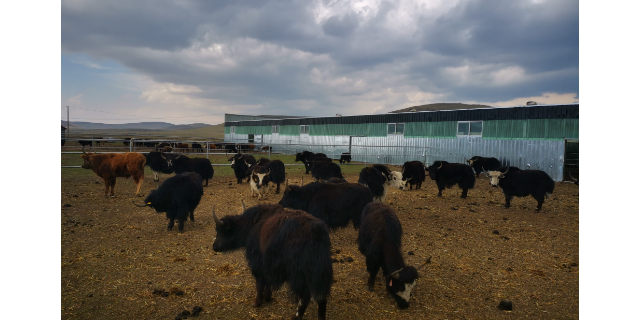 西藏牦牛的常见寄生虫治理方案 真诚推荐 四川睿尔琪科技供应