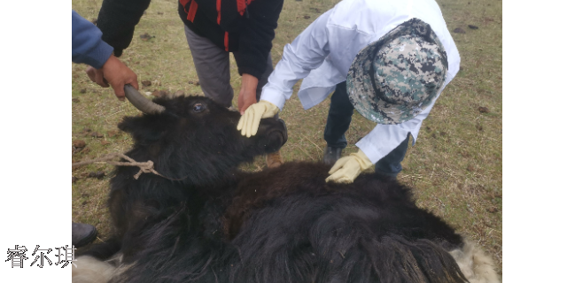 新疆牦牛兽医服务站怎么样