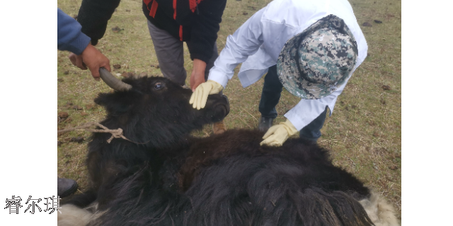 牦牛鼻蠅蛆治理方案,獸醫(yī)服務站