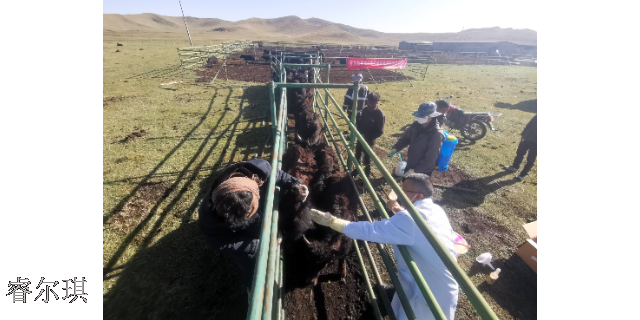 西藏牦牛的婢虫治理方案 来电咨询 四川睿尔琪科技供应