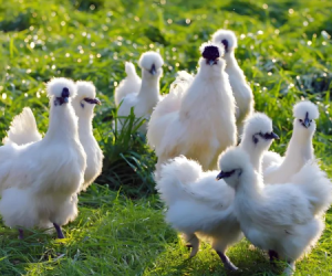 草地上的乌鸡群