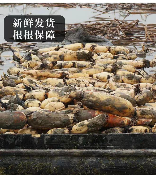 荊州胖頭魚洪湖藕湯是否有添加劑 誠信服務 荊州味道品牌運營管理供應