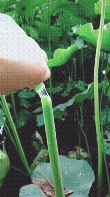 荊州胖頭魚洪湖藕湯在哪里購買 值得信賴 荊州味道品牌運(yùn)營管理供應(yīng)