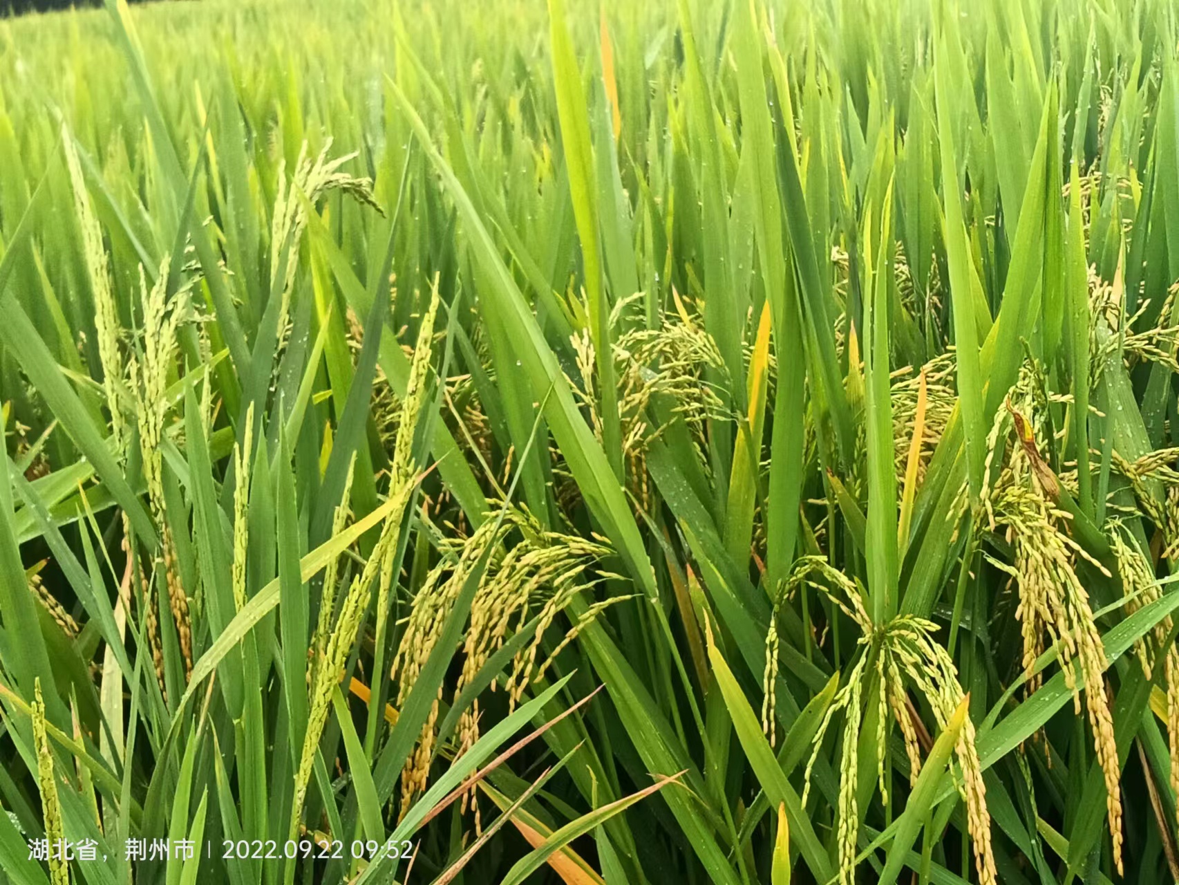 湖北荆州大米新鲜 诚信服务 荆州味道品牌运营管理供应