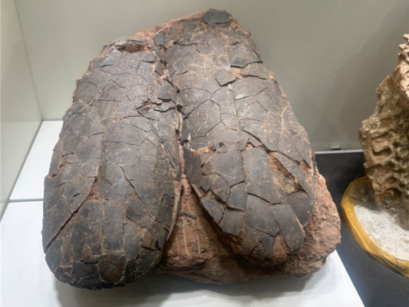 深圳货币虫古生物化石标本