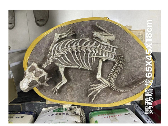 湖北木化石古生物化石标本价格