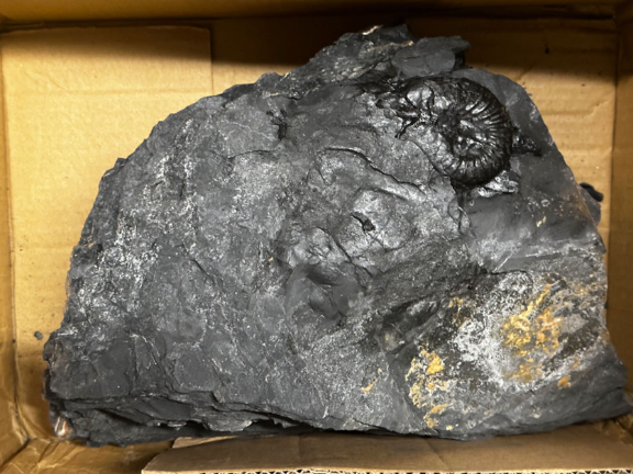 天津天然古生物化石标本价位