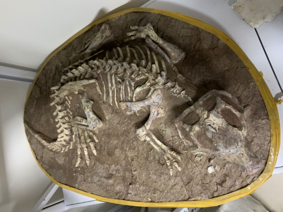 石燕化石古生物化石标本参考价