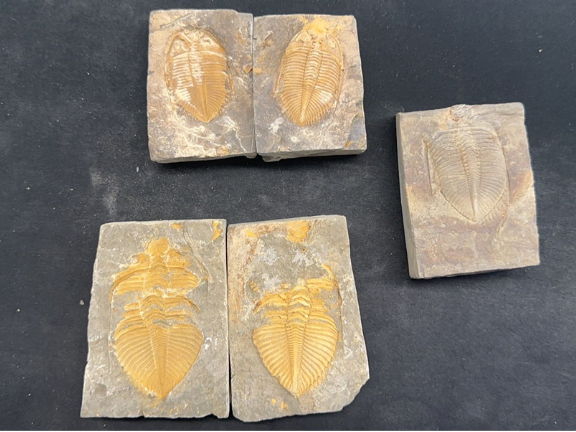湖南天然古生物化石标本市价
