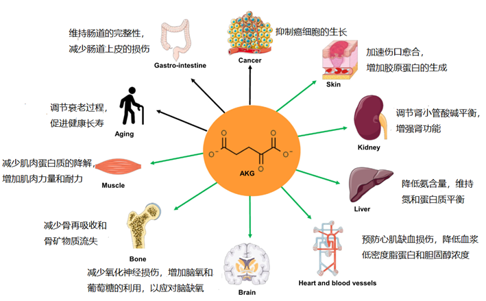 上海同济生物akg同养,AKG