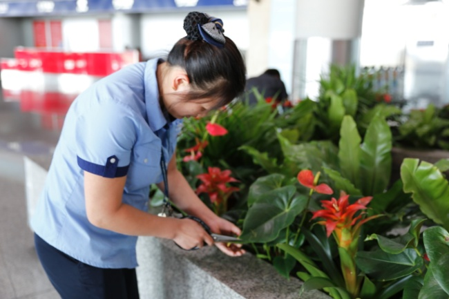 嘉定区花木绿化绿植养护租摆 上海华誉环境服务供应