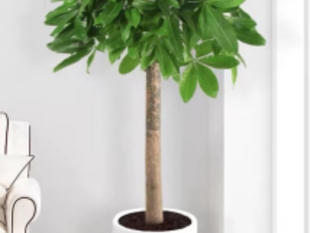 長寧區(qū)庭院綠化綠植養(yǎng)護方案 歡迎咨詢 上海華譽環(huán)境服務供應