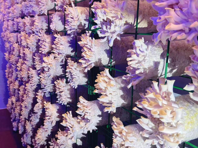上海智能化菌菇方艙品牌 上海芾馳智能科技供應(yīng)