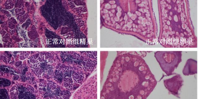 杭州中藥提取小鼠行為分析費(fèi)用 信息推薦 杭州環(huán)特生物科技供應(yīng)