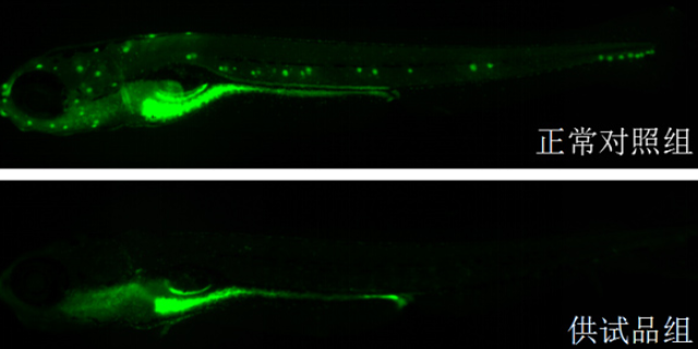 cas9斑马鱼基因敲入 信息推荐 杭州环特生物科技供应