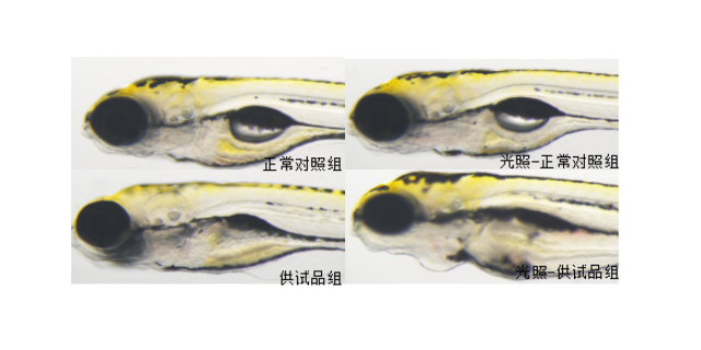 人體功效評估實驗室,化妝品