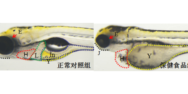 透明質(zhì)酸功效研究