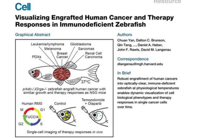 斑马鱼美白测试报价 信息推荐 杭州环特生物科技供应;