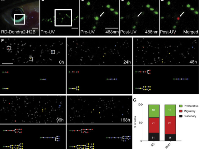 杭州斑馬魚動(dòng)物實(shí)驗(yàn)公司 信息推薦 杭州環(huán)特生物科技供應(yīng)
