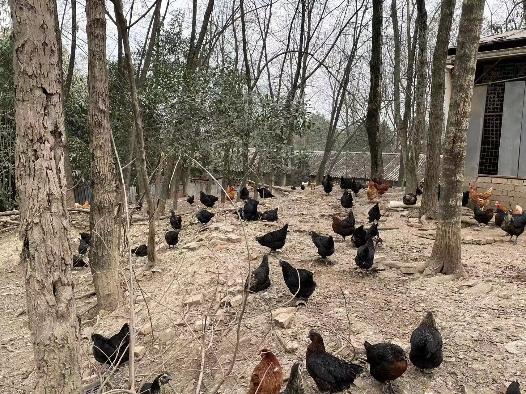 土鸡蛋的利益：康健、营养与鲜味并存的自然之选