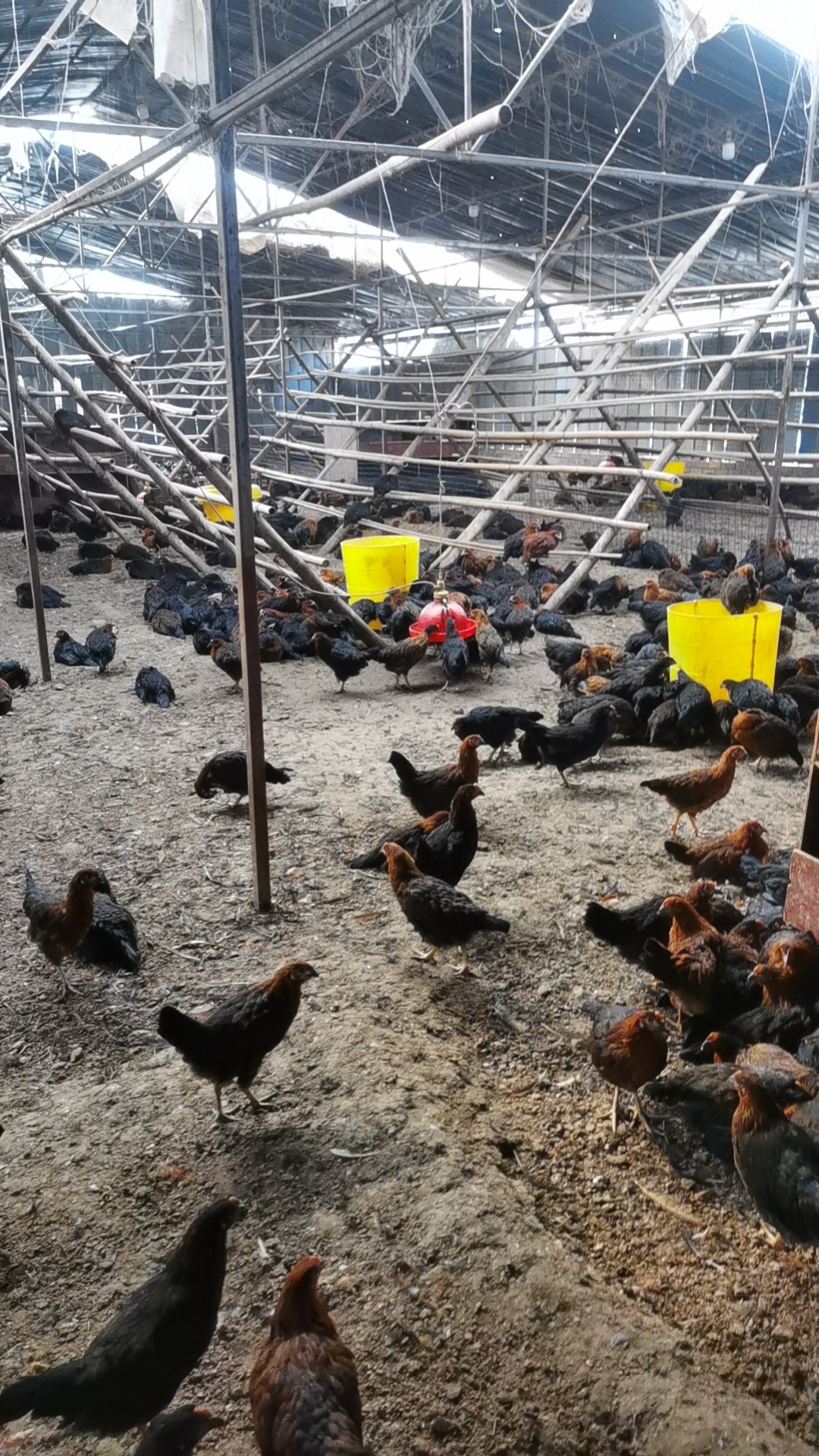 成都会suncitygroup农业：品质乌鸡蛋，康健之选