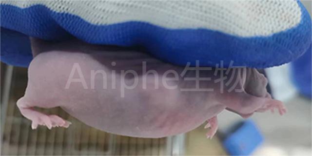 上海裸鼠肿瘤模型新品系