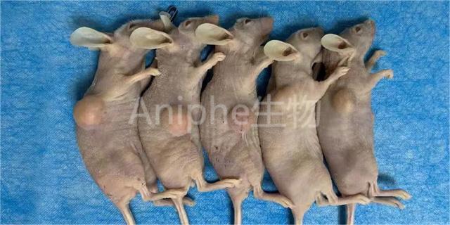 上海动物肿瘤模型现货供应