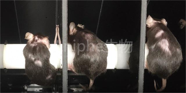 南京医学动物老龄鼠实验中心